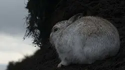 Visuel de Les quatre saisons du Loch Lomond