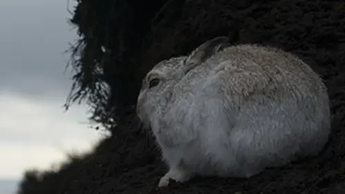 Les quatre saisons du Loch Lomond S01E03 Automne