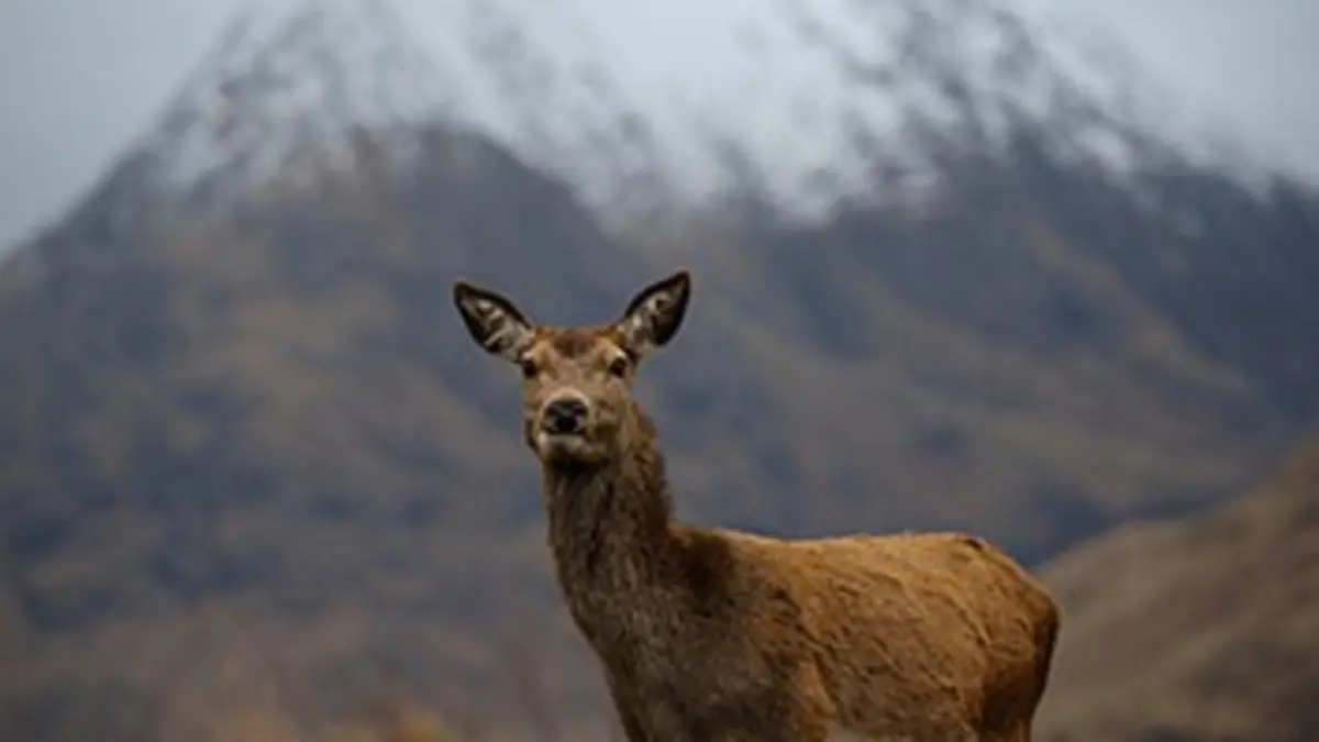 Les quatre saisons du Loch Lomond S01E04 Hiver