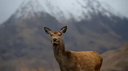 Visuel de Les quatre saisons du Loch Lomond