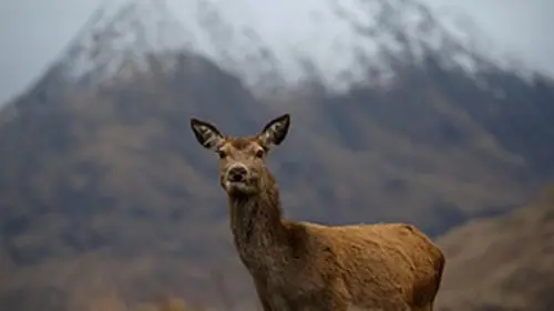 Les quatre saisons du Loch Lomond S01E04 Hiver
