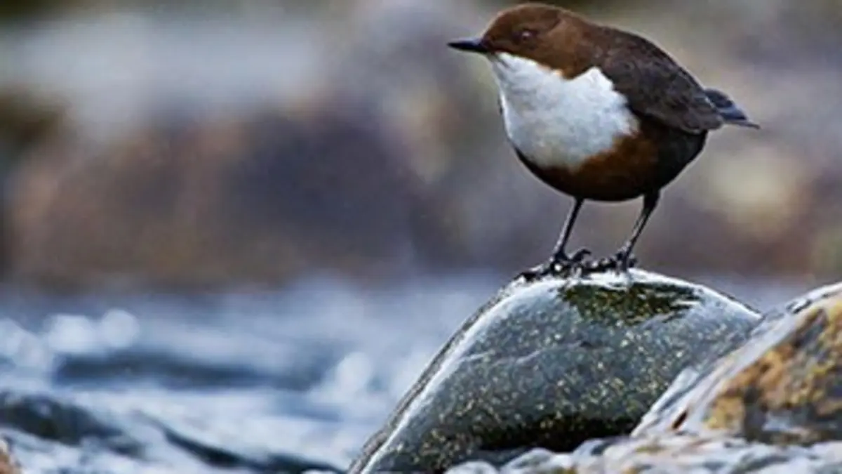 Casting Les quatre saisons du Loch Lomond