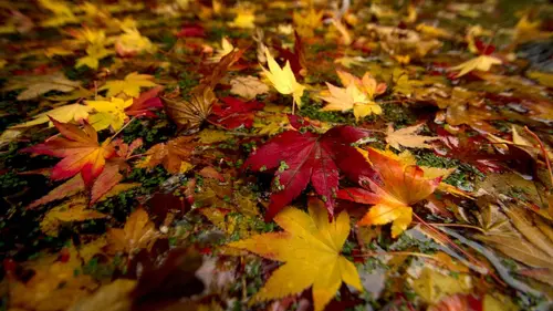 Les quatre saisons du Yorkshire S01E03 Automne