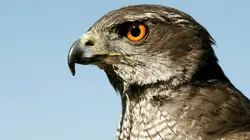 Les rapaces, maîtres des airs