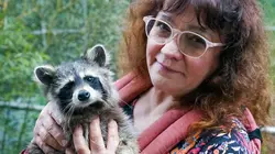 Les ratons laveurs, nos nouveaux voisins ?