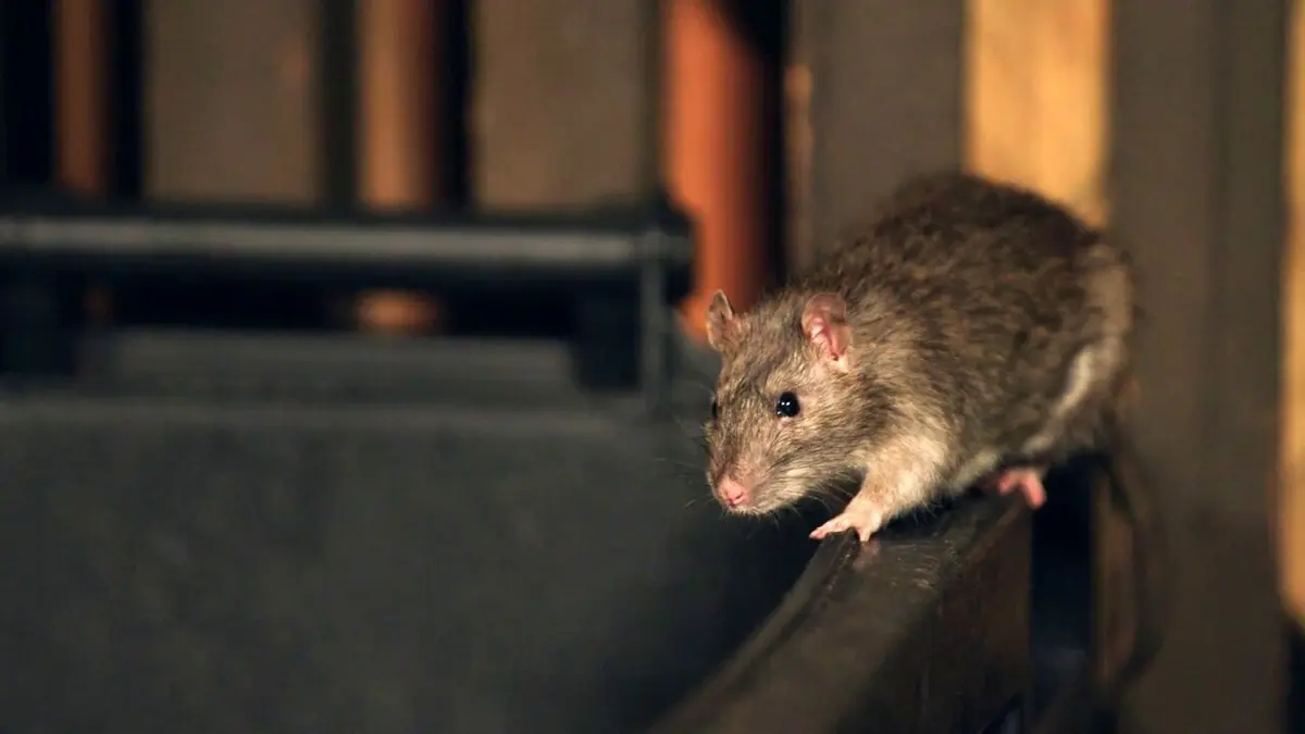 Les rats des villes : Tout un monde !