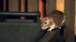 Les rats des villes : Tout un monde !
