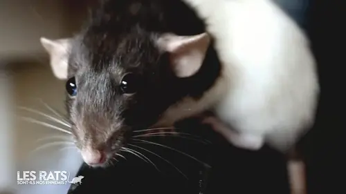 Les rats sont-ils nos ennemis ?