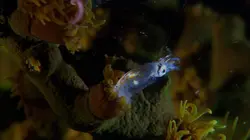 Les récifs du Pacifique