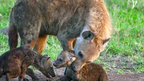 Casting Les reines de la savane africaine
