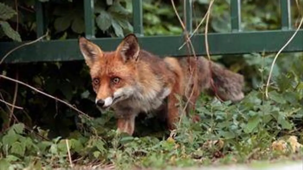 Les renards de Berlin