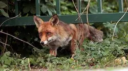 Visuel de Les renards de Berlin