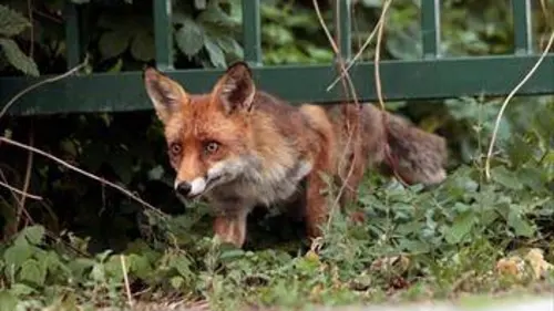 Les renards de Berlin