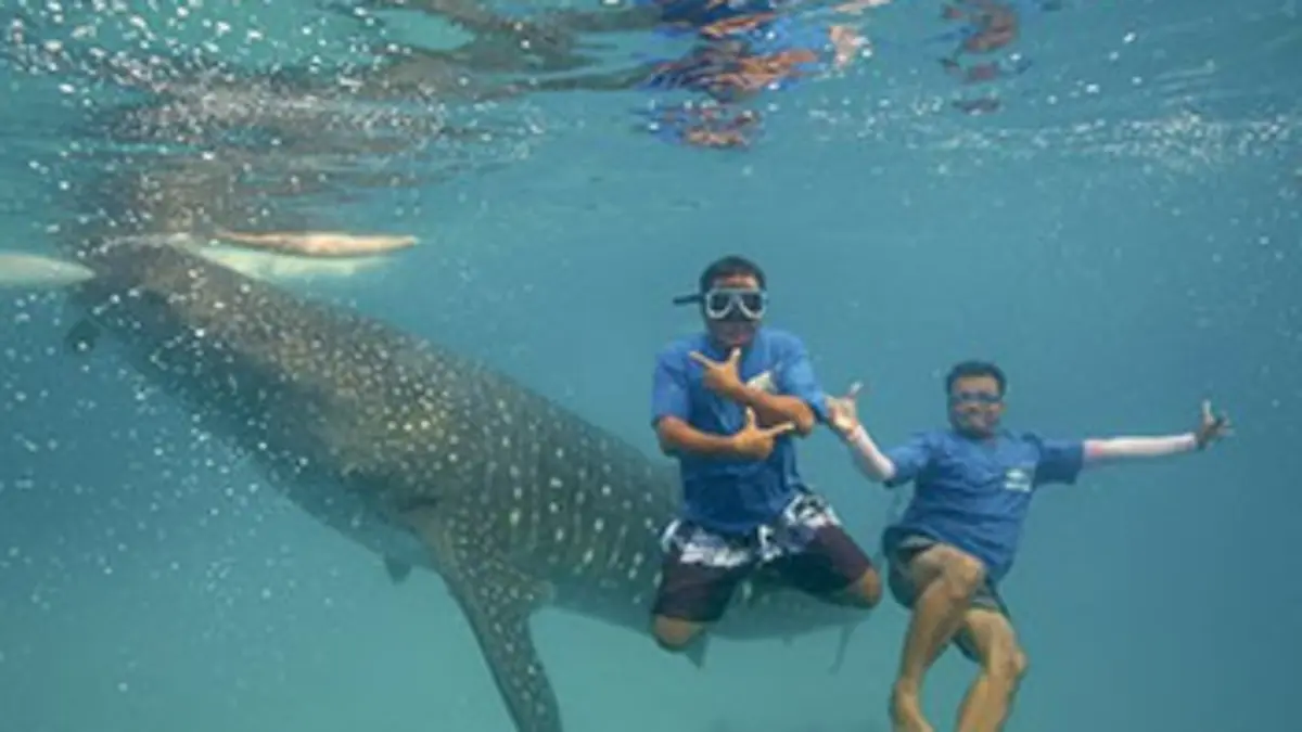 Les requins-baleines d'Oslob