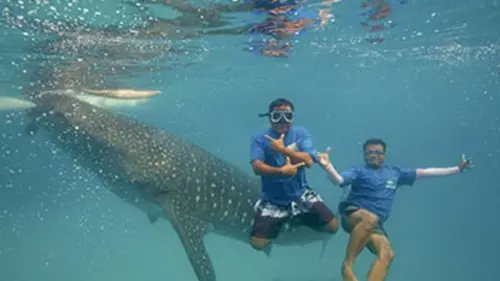 Les requins-baleines d'Oslob