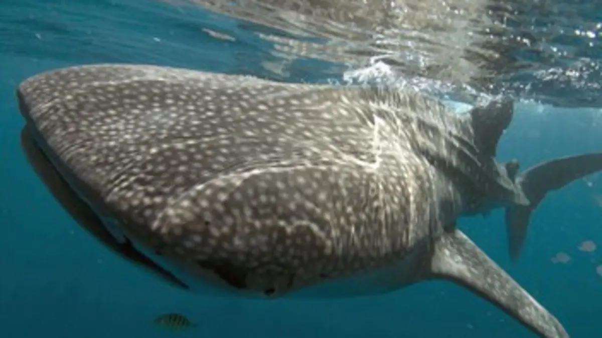 Les requins-baleines de Ningaloo