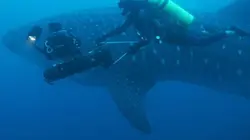 Visuel de Les requins-baleines des Galápagos