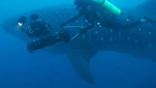 Les requins-baleines des Galápagos