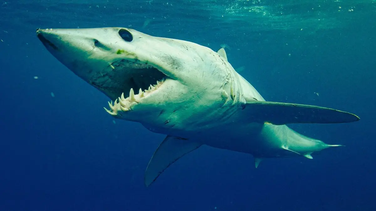 Les requins : ces nouvelles stars des réseaux