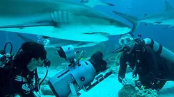 Les requins de la colère