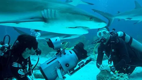 Les requins de la colère