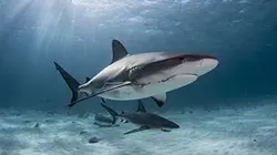 Visuel de Les requins du Coral Canyon
