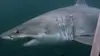 Les requins du Grand Nord