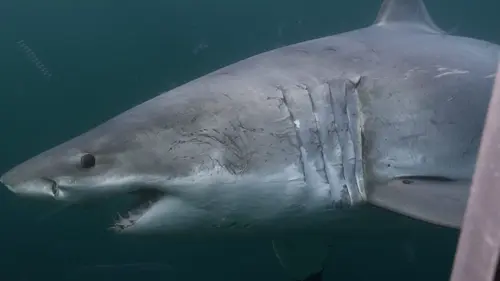 Les requins du Grand Nord