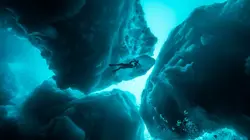 Les requins qui venaient du froid