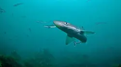 Les requins qui venaient du froid