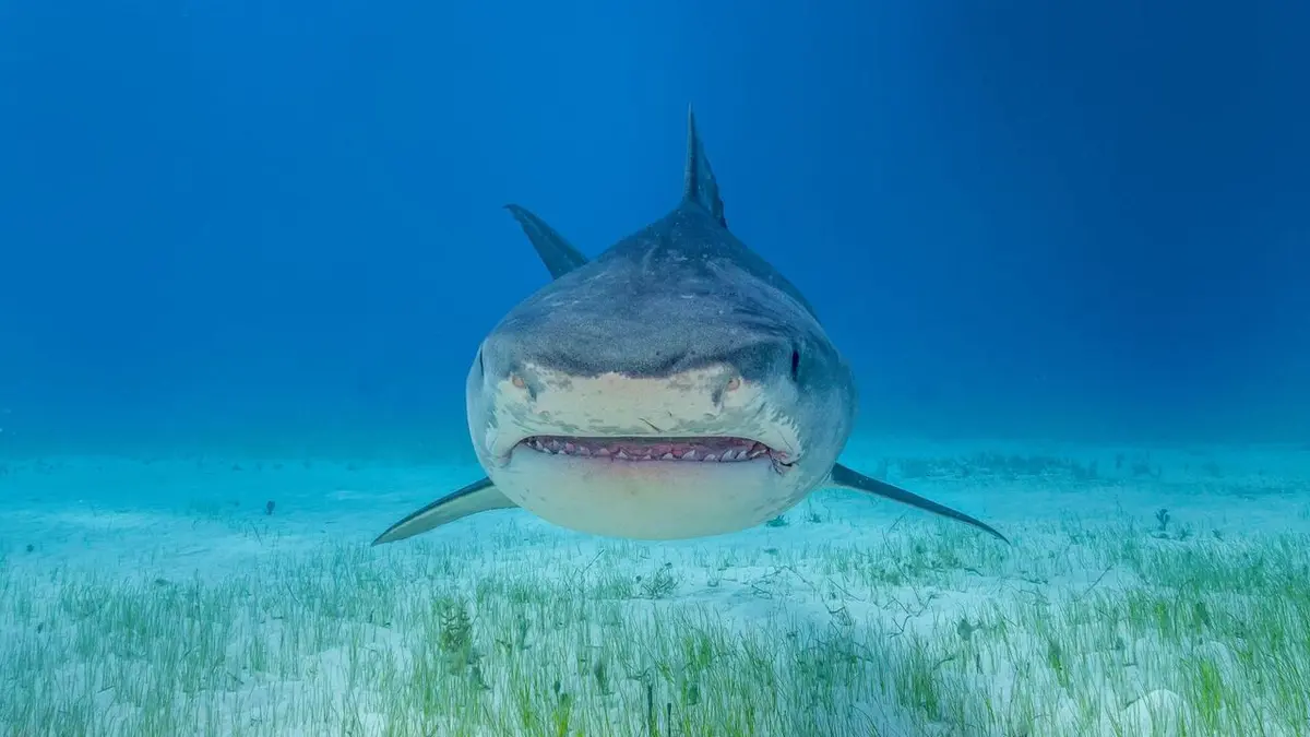 Les requins-tigres géants