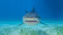 Les requins-tigres géants