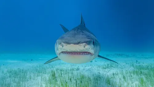 Les requins-tigres géants