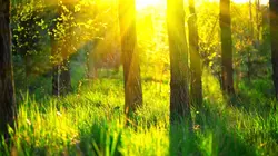 Les réseaux de la nature