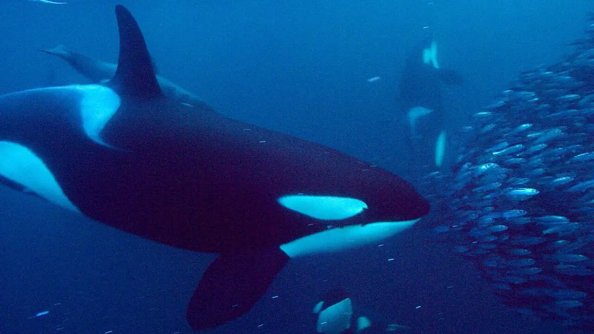 Les réseaux sociaux des animaux Suivre les traditions