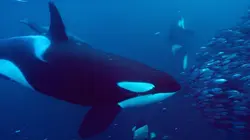 Visuel de Les réseaux sociaux des animaux