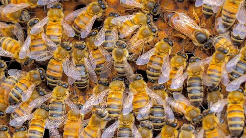 Les réseaux sociaux des animaux Ensemble, plus forts