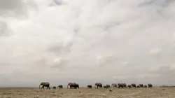 Visuel de Les réseaux sociaux des animaux