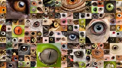 Les réseaux sociaux des animaux