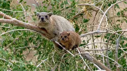 Les réseaux sociaux des animaux