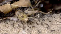 Les réseaux sociaux des animaux