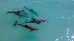 Les réseaux sociaux des animaux