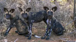 Les réseaux sociaux des animaux
