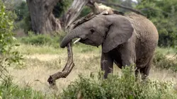 Les réseaux sociaux des animaux