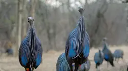 Les réseaux sociaux des animaux