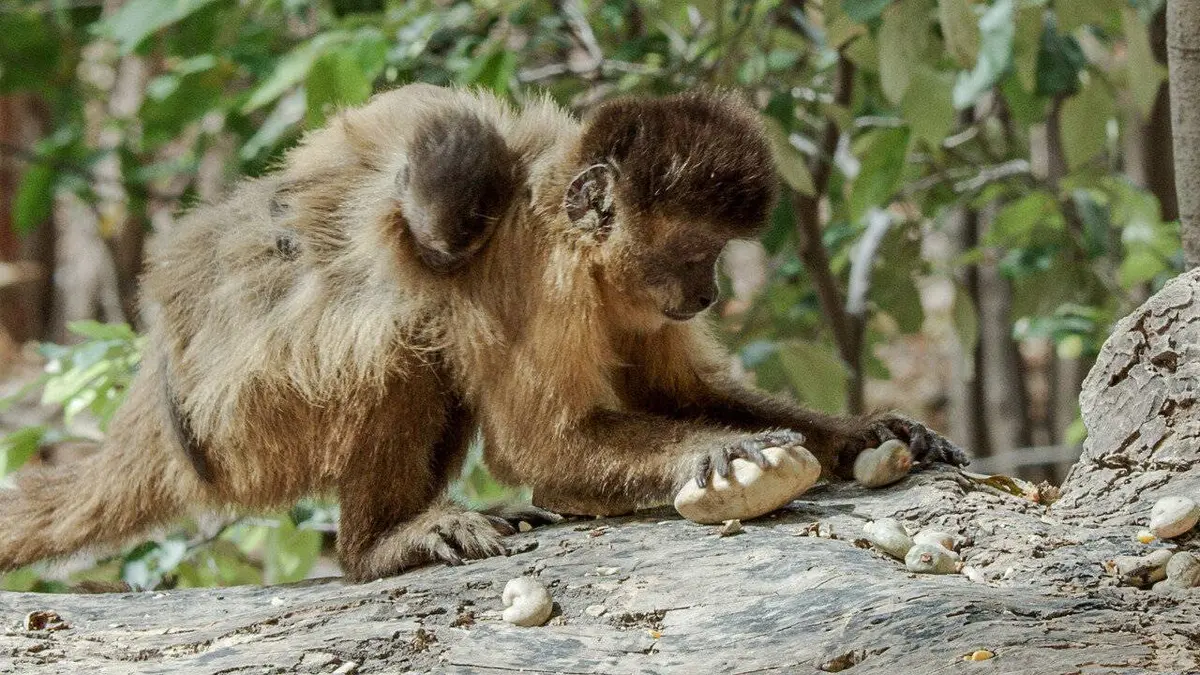 Épisodes de Les réseaux sociaux des animaux