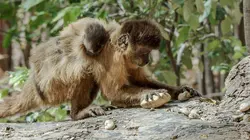 Visuel de Les réseaux sociaux des animaux