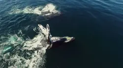 Les réserves marines S01E05 Les îles Exumas