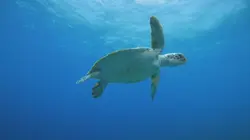 Les réserves marines S01E05 Les îles Exumas