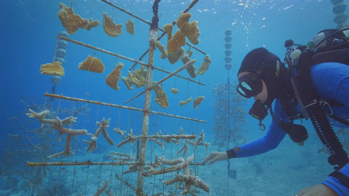 Les réserves marines S01E05 Les îles Exumas